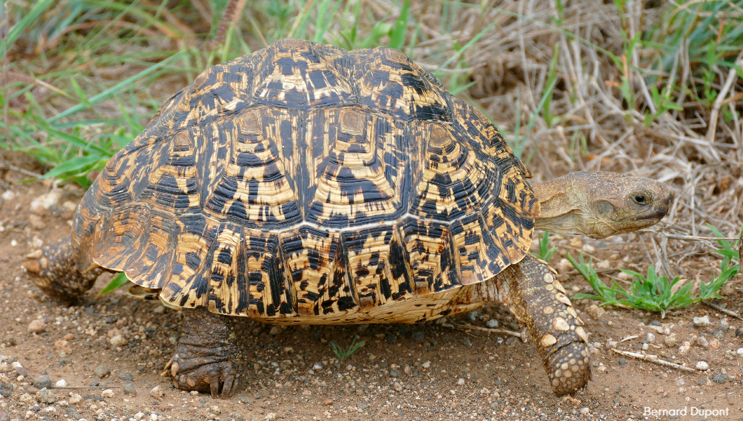 Leopard_Tortoise